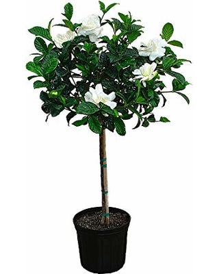 Gardenia 'Tree'