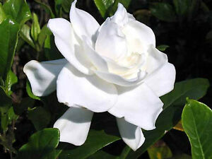 Gardenia 'Bush'