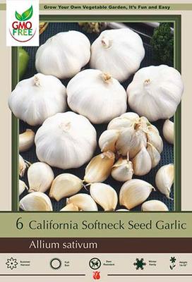 Garlic 'California Baja White' Softneck