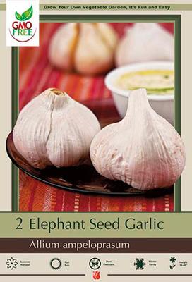 Garlic 'Elephant'