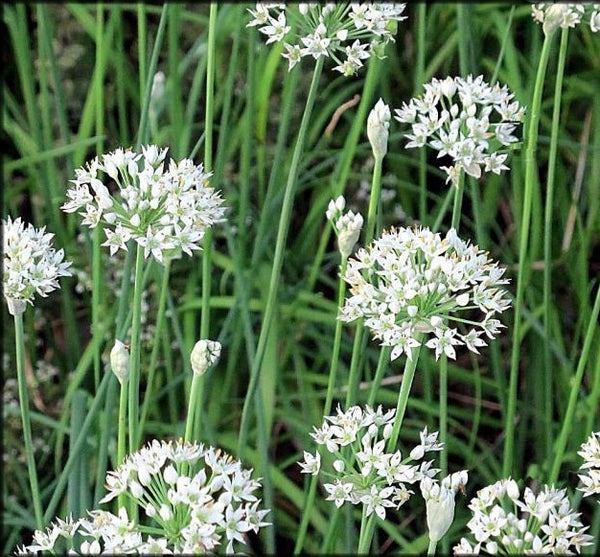 Chives Garlic