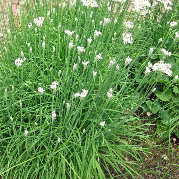 Chives Garlic