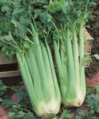 Celery 'Tango'