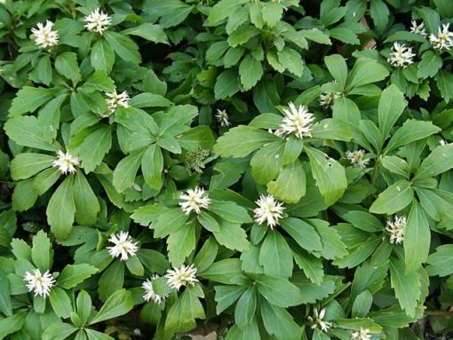 Japanese Spurge