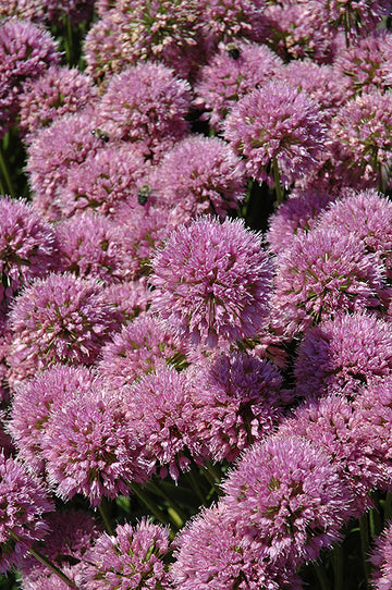 Ornamental Onion 'Millenium'