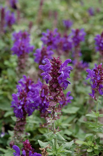 Salvia 'Blue Marvel'