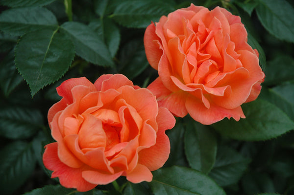 Rose 'Livin' Easy'