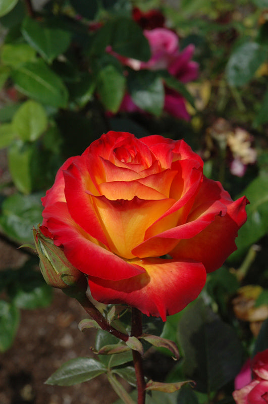 Rose 'Perfect Moment'