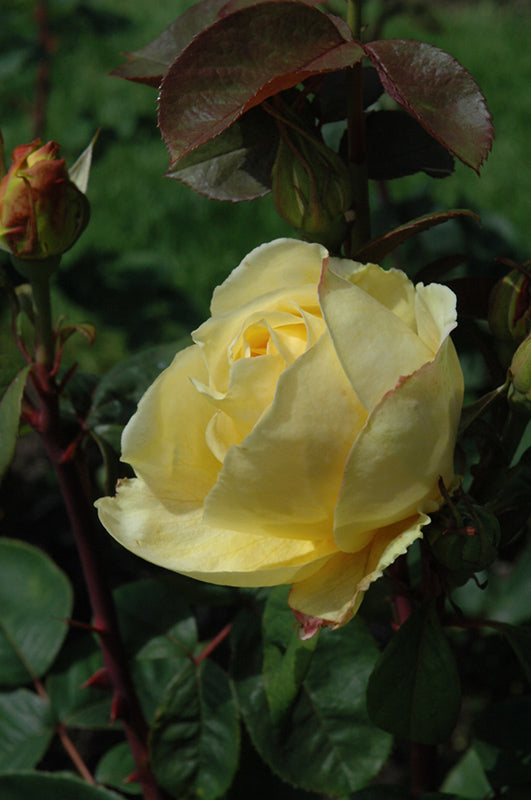 Rose 'Chi-Ching'