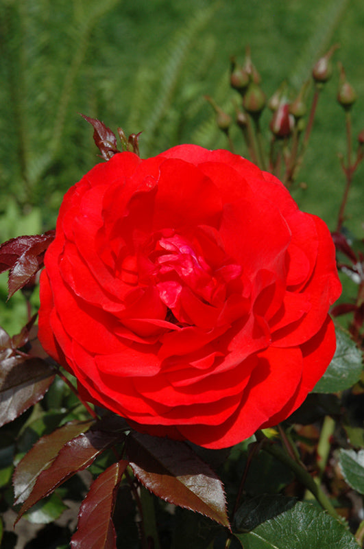 Rose 'Trumpeter'