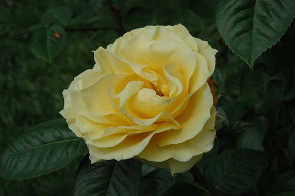 Rose 'Doris Day'