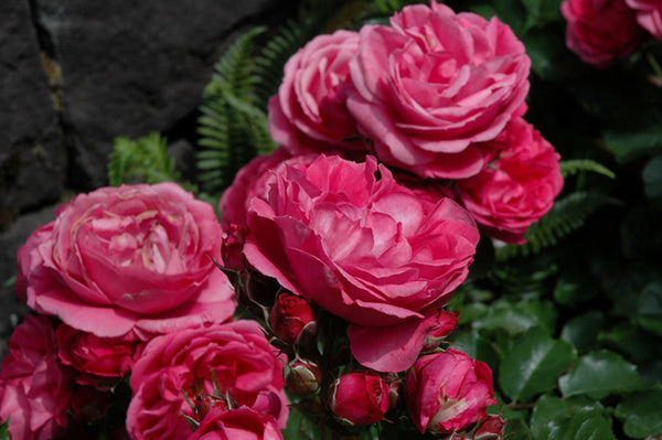 Rose 'Queen Of Elegance'