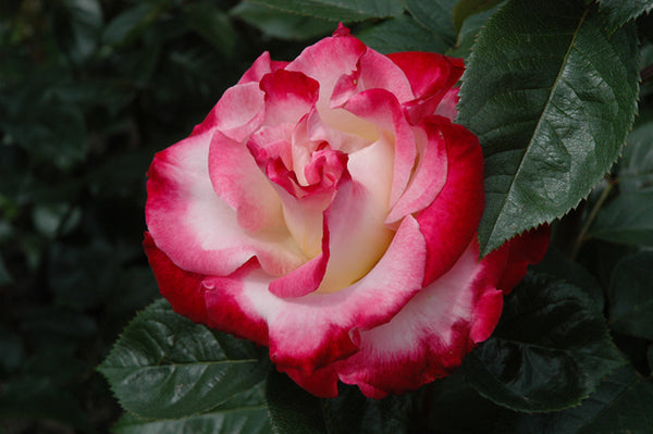 Rose 'Dick Clark'