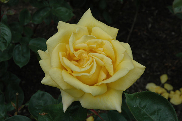 Rose 'Oregold'