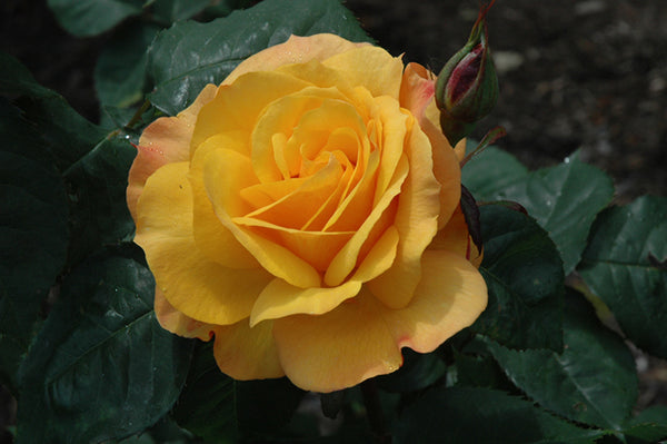 Rose 'Good As Gold'