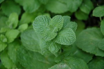 Mint 'Apple'