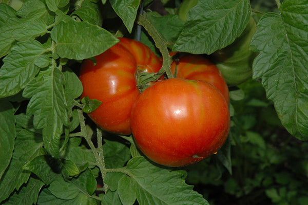 Tomato 'Steakhouse'