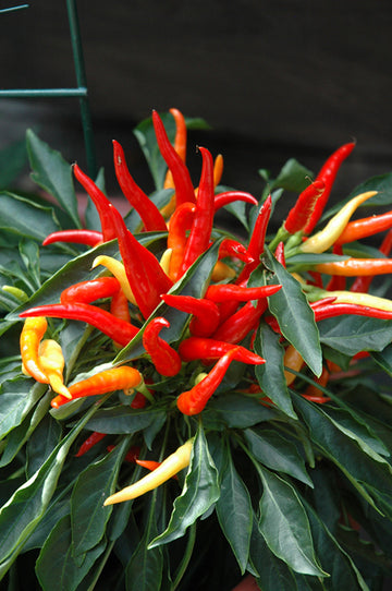 Ornamental Peppers