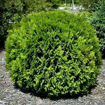Arborvitae - Thuja occidentalis 'Hetz Midget'