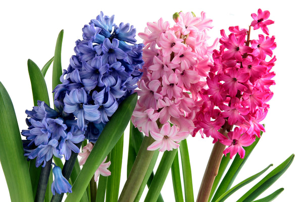 Hyacinths 6" Pot