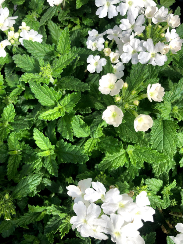 Verbena