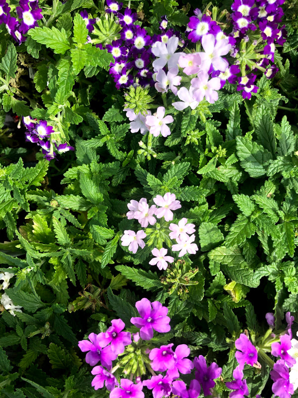 Verbena