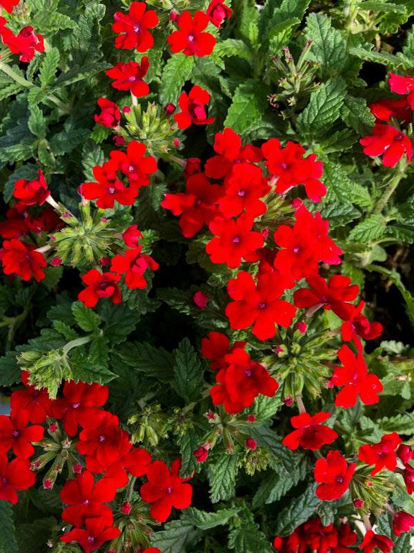 Verbena