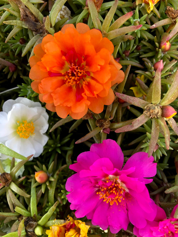 Portulaca 'Moss Rose' Mix