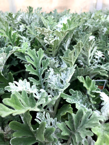 Dusty Miller 4" Fall