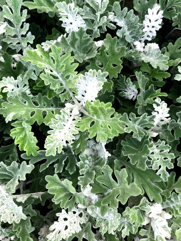 Dusty Miller 4" Fall