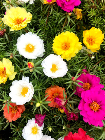 Portulaca 'Moss Rose' Mix