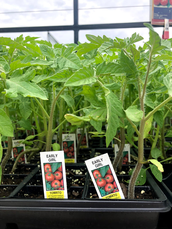 Tomato 'Early Girl'