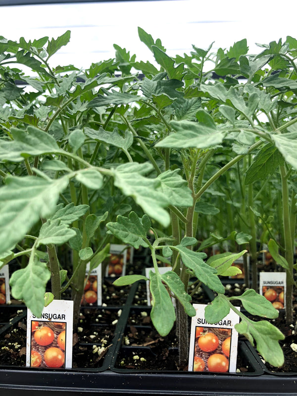 Tomato 'SunSugar'
