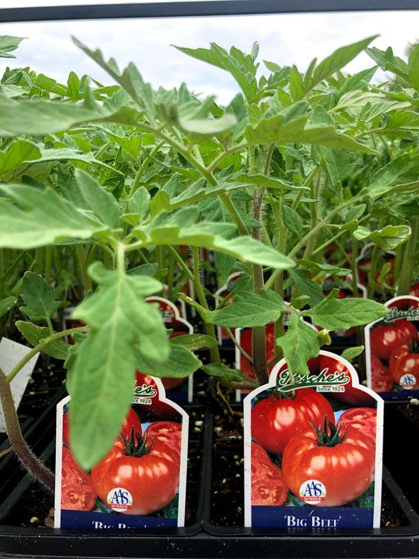 Tomato 'Big Beef'
