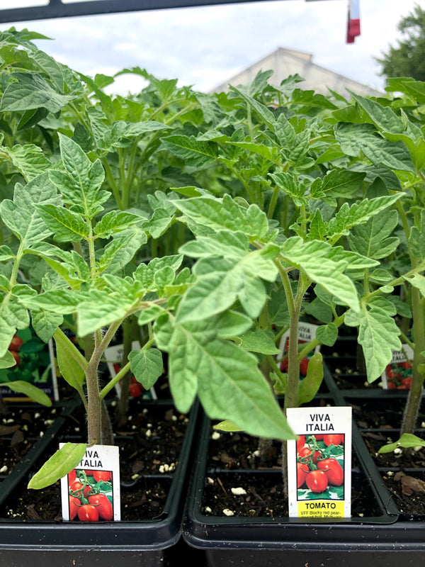 Tomato 'Red Cherry Large'