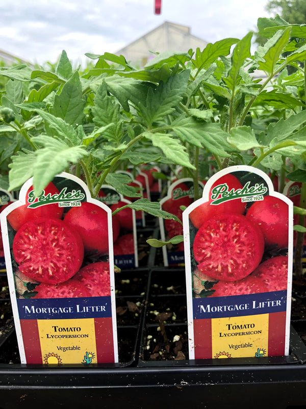 Tomato 'Mortgage Lifter'