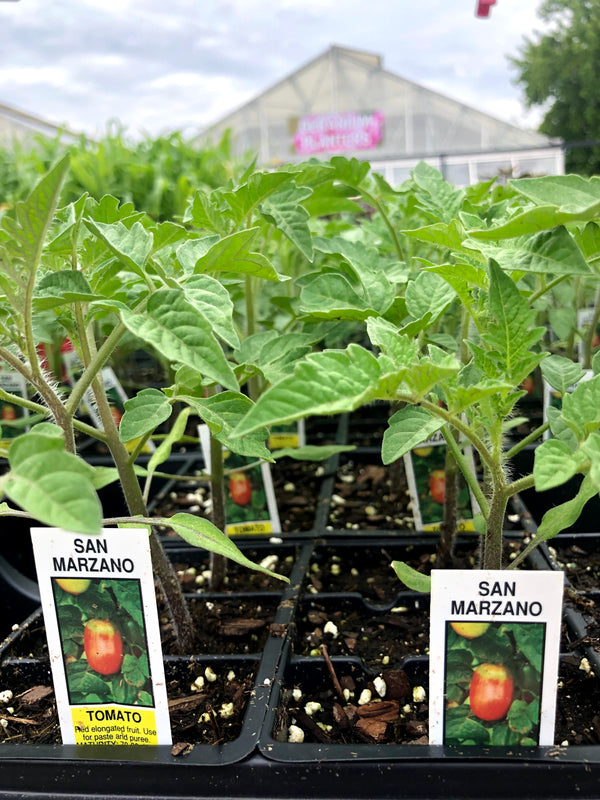 Tomato 'San Marzano'