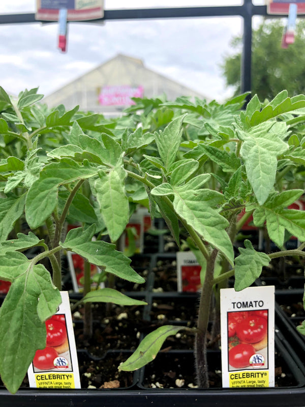 Tomato 'Celebrity'