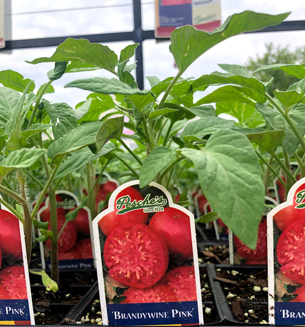 Tomato 'Brandywine Pink'