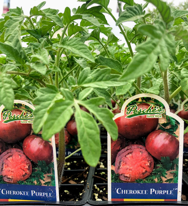 Tomato 'Cherokee Purple'