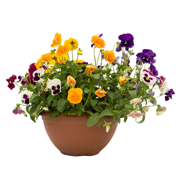 Pansy Bowl