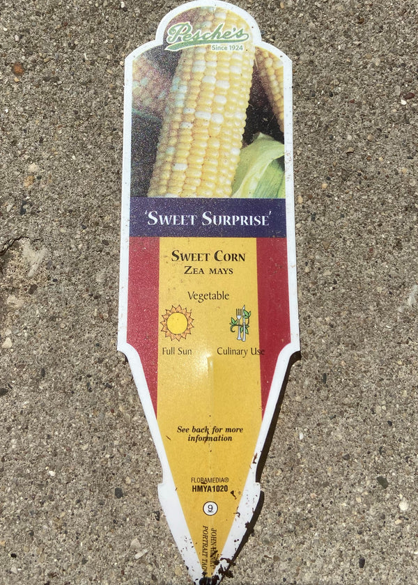 Corn 'Sweet Surprise'
