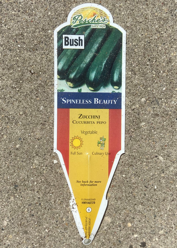 Zucchini 'Spineless Beauty'