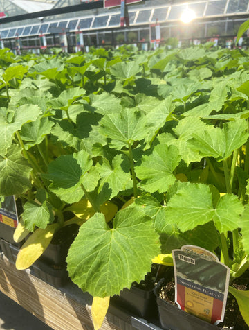 Zucchini 'Spineless Beauty'