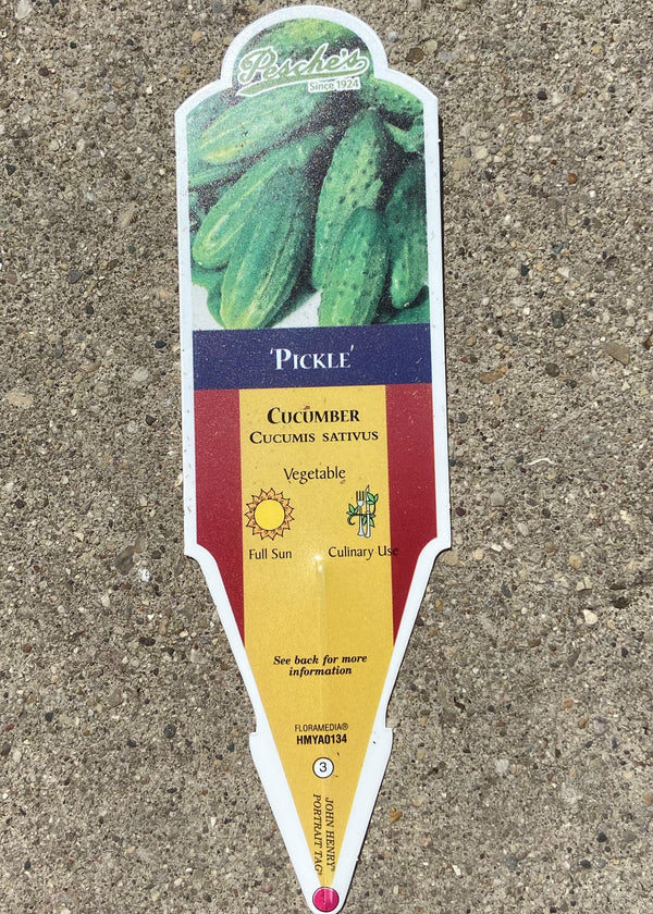 Cucumber 'Persian Pickling'