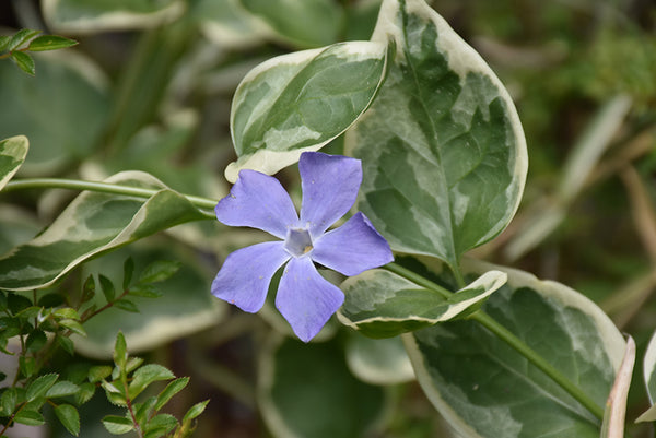 Periwinkle 'Variegated'