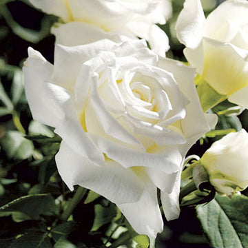 Rose 'Pope John Paul II'