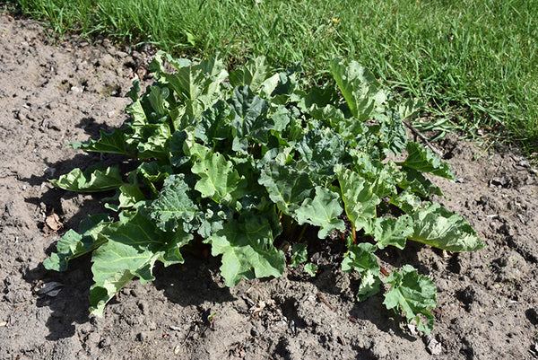 Rhubarb 'Victoria'