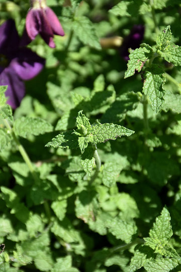 Mint 'Strawberry'