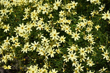 Coreopsis 'Moonbeam'
